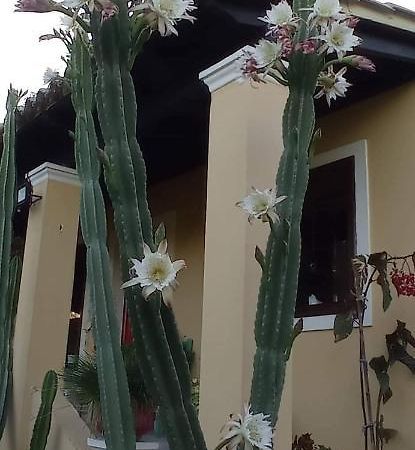 Villa Roula'S House Nymfai Exterior foto